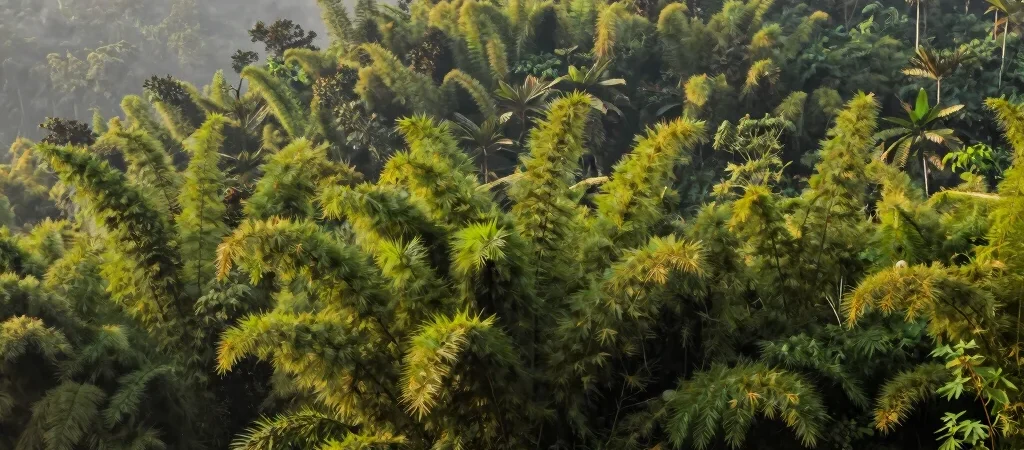 Guardians of the Sacred Hills: Sacred Ecology and Forest Stewardship